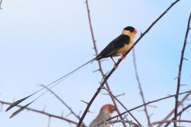 Wdówka królewska - Vidua regia - Shaft-tailed Whydah