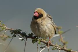 Wikłacz czerwonodzioby - Quelea quelea - Red-billed Quelea