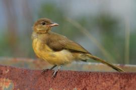 Żółtobrzuch okularowy - Chlorocichla flaviventris - Yellow-bellied Greenbul