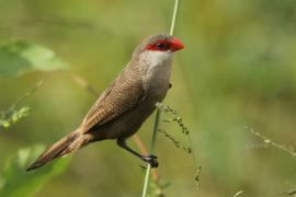 Astryld falisty - Estrilda astrild - Common Waxbill