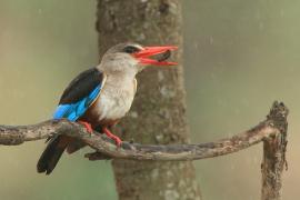 Łowiec szarogłowy - Halcyon leucocephala - Grey-headed Kingfisher