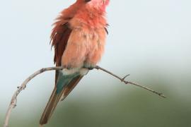 Żołna karminowa - Merops nubicoides - Southern Carmine Bee-eater