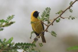 Wikłacz mały - Ploceus luteolus - Little Weaver