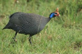 Perlica zwyczajna - Numida meleagris - Helmeted Guineafowl