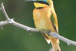 Żołna mała - Merops pusillus - Little Bee-eater