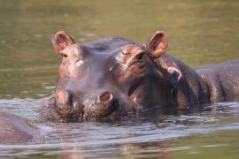 Hipopotam - Hippopotamus amphibius - Common hippopotamus