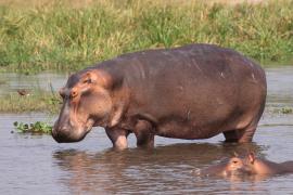 Hipopotam - Hippopotamus amphibius - Common hippopotamus