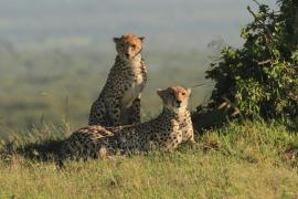 Gepard grzywiasty - Acinonyx jubatus - Cheetah