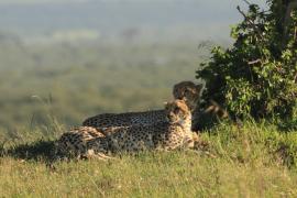 Gepard grzywiasty - Acinonyx jubatus - Cheetah