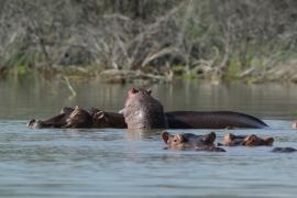 Hipopotam - Hippopotamus amphibius - Common hippopotamus