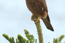 Pustułka zwyczajna - Falco tinnunculus - Common Kestrel