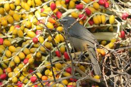 Ziarnołusk szary - Saltator coerulescens - Grayish Saltator