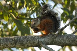 Wiewiórka zmienna - Sciurus variegatoides