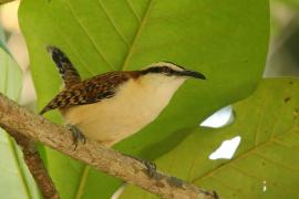 Strzyżyk rdzawokarkowy - Campylorhynchus rufinucha - Rufous-naped Wren