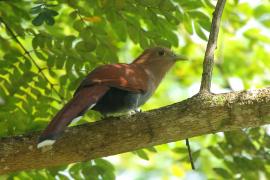 Rudzianka wielka - Piaya cayana - Squirrel Cuckoo