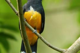 Trogon czarnogłowy - Trogon melanocephalus - Black-headed Trogon