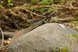 Bazyliszek pręgowany - Basiliscus vittatus 