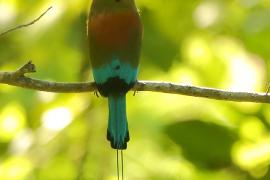 Piłodziób czarnogardły - Eumomota superciliosa - Turquoise-browed Motmot