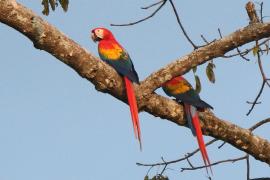 Ara żółtoskrzydła - Ara macao - Scarlet Macaw