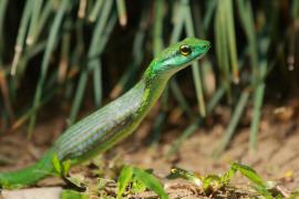 Wąż - Cope's Parrot Snake połykający żabę.