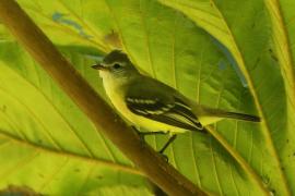 Wireonek żółtogardły - Vireo flavifrons - Yellow-throated Vireo