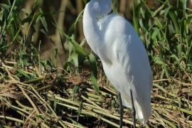 Czapla biała - Ardea alba - Western Great Egret