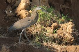 Tygryska nagobroda - Tigrisoma mexicanum - Bare-throated Tiger-Heron