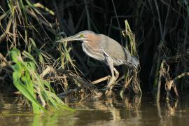 Czapla zielona - Butorides virescens - Green Heron