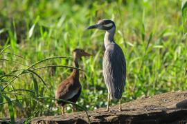 Ślepowron żółtoczelny - Nyctanassa violacea - Yellow-crowned Night-Heron