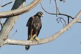 Myszołowiec towarzyski - Parabuteo unicinctus - Harris's Hawk