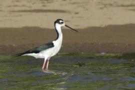 Szczudłak białobrewy - Himantopus himantopus mexicanus  - Black-necked Stillt