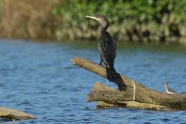 Kormoran oliwkowy - Phalacrocorax brasilianus - Neotropic Cormorant