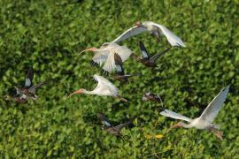 Ibis biały - Eudocimus albus - White Ibis