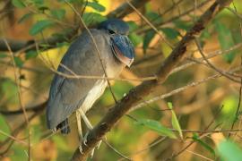 Rakojad - Cochlearius cochlearius - Boat-billed Heron