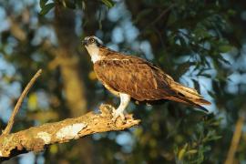 Rybołów - Pandion haliaetus - Osprey