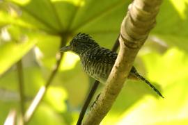 Chronka pręgowana - Thamnophilus doliatus - Barred Antshrike