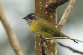 Zieleniec żółtopierśny - Chlorospingus flavopectus  flavopectus - Yellow-breasted Bush Tanager