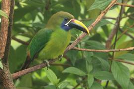 Pieprzojad szmaragdowy - Aulacorhynchus prasinus - Emerald Toucanet