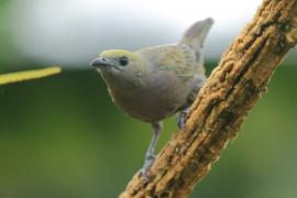 Tangarka palmowa - Thraupis palmarum - Palm Tanager