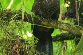 Penelopa rdzawobrzucha - Penelope purpurascens - Crested Guan