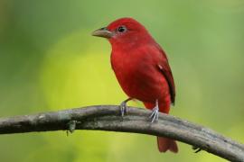 Piranga pąsowa - Piranga rubra - Summer Tanager