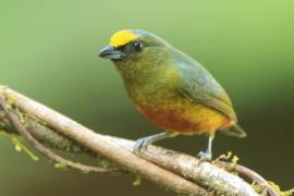 Organka zielonkawa - Euphonia gouldi - Olive-backed Euphonia