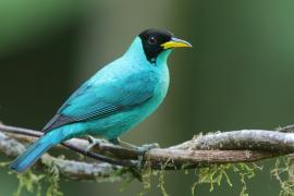 Seledynek - Chlorophanes spiza - Green Honeycreeper