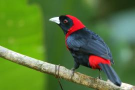 Tapiranga maskowa - Ramphocelus sanguinolentus - Crimson-collared Tanager