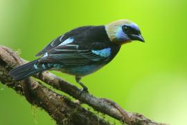 Tangarka modrolica- Stilpnia larvata - Golden-hooded Tanager