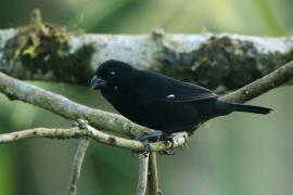 Ziarnojadek kruczy - Sporophila corvina - Variable Seedeater