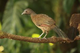 Czakalaka północna - Ortalis vetula - Plain Chachalaca