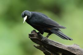 Kacykowiec szkarłatnorzytny - Cacicus uropygialis - Scarlet-rumped Cacique