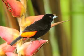 Tapiranga szkarłatno-czarna - Ramphocelus passerinii - Passerini's Tanager