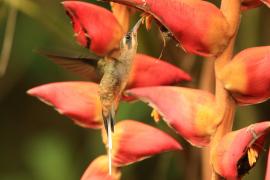 Pustelnik długodzioby - Phaethornis longirostris - Long-billed Hermit